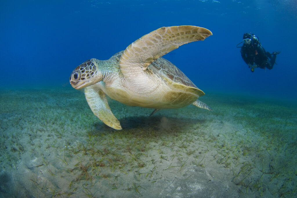Home Nautilus Scuba Diving Centre a 5*PADI Dive Centre
